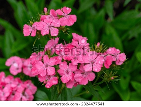 Pink, fragrant clove carnations (Dianthus barbatus, Sweet William's, Turkish carnation) are blooming in the garden. Water drops on the flowers. Floriculture.
