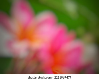 Pink Frangipani Background In Blur Mode