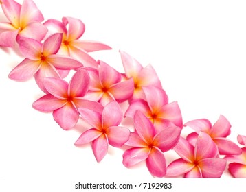 Pink Frangipani For Border