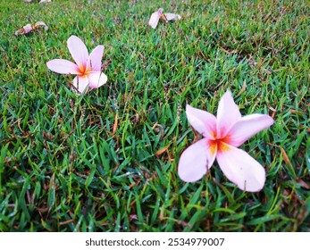 Pink Frangipani flower fallen in the green grass. Pink Plumeria. - Powered by Shutterstock