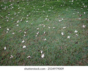 Pink Frangipani flower fallen in the green grass. Pink Plumeria. - Powered by Shutterstock