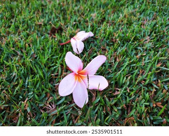 Pink Frangipani flower fallen in the green grass. Pink Plumeria. - Powered by Shutterstock