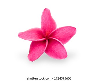 Pink frangipani flower isolated on white background.