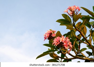 Temple-tree Images, Stock Photos & Vectors | Shutterstock