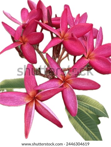 The pink frangipani tree beuatiful