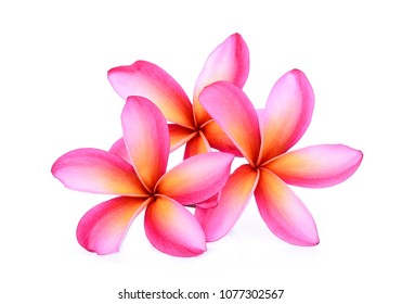 4,947 Leelawadee Flower Images, Stock Photos & Vectors | Shutterstock