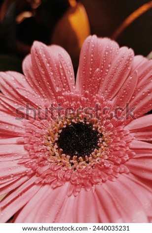 Pink fresh Gerbera flower closeup 