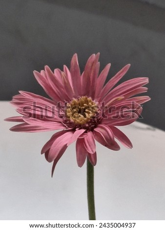 Pink and fresh gerbera flower on the office table