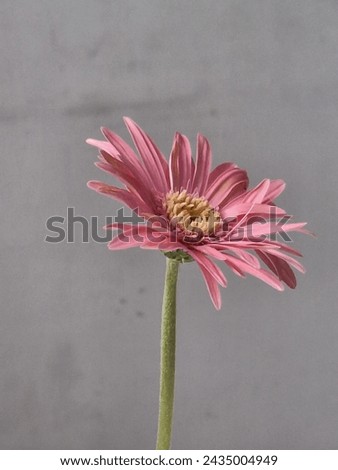 Pink and fresh gerbera flower on the office table