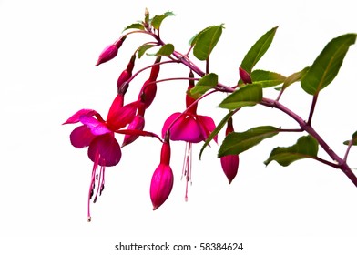 Pink fuchsia flowers with leaves on white background