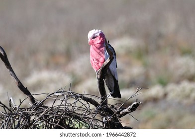 Pink Galah Bird South Australia