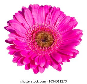 Pink Garbera Daisy flower isolated on white background with clipping path - Shutterstock ID 1634011273