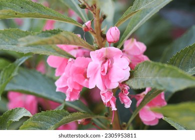 Pink Garden Balsam flower (Impatiens balsamina) - Powered by Shutterstock