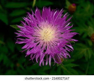 Pink Garden Cornflower - Close Up Photo. Background Picture.