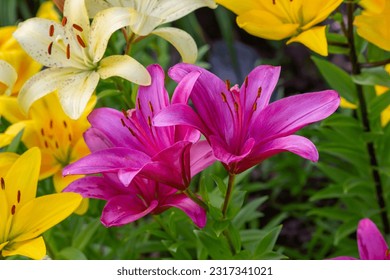 Pink garden lily flower on a summer sunny day macro photography. Blooming lilies with purple petals in summer close-up photo.