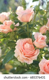 Pink Garden Rose In The Garden