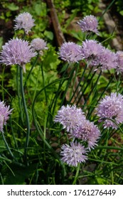 
Pink Garlic Flowers In The Garden