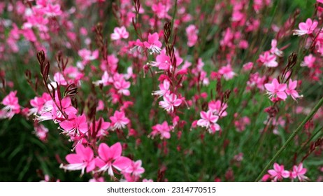 Pink gaura flowers in the garden - Powered by Shutterstock