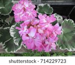 Pink Geranium