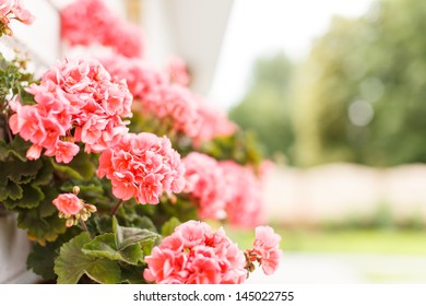 Pink Geranium