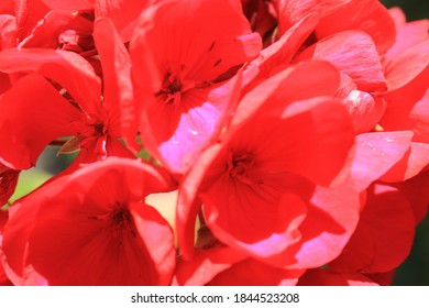 pink geranium closeup in sunlight