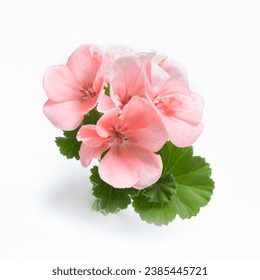 Pink geranium flower blossoms with green leaves isolated on white background, geranium flower template concept. Close up view