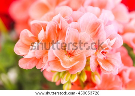 Pink geranium flowers.