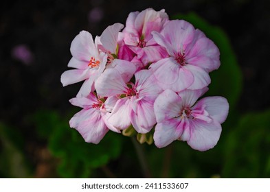 Pink geranium flowers on dark background. High quality photo - Powered by Shutterstock