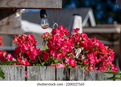 Pink Geranium Flowers Peak Over Garden Fence