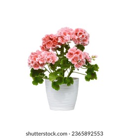 pink geranium in a planter on a white background