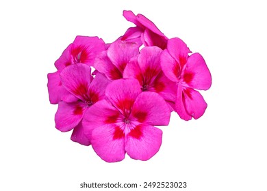 pink geraniums on a white isolated background - Powered by Shutterstock