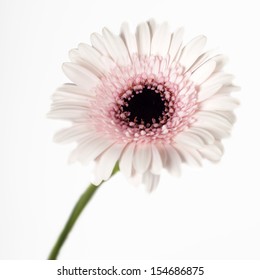 Pink gerbera
