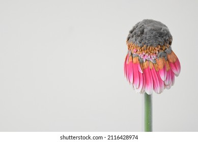 Pink Gerbera With Botrytis Farm Disease