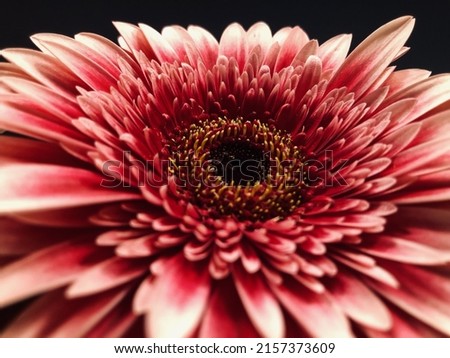 Pink Gerbera daisy close-up with filte