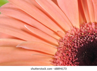 Pink Gerbera Flower Close Up , Micro Shot