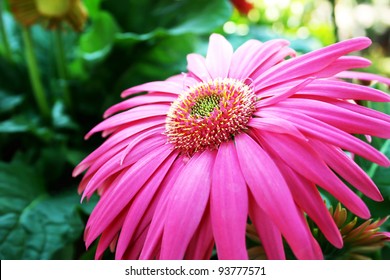 Pink Gerbera Flower Close Up Picture.