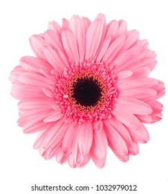 100,430 Gerbera pink Images, Stock Photos & Vectors | Shutterstock