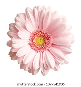 Gerbera の画像 写真素材 ベクター画像 Shutterstock