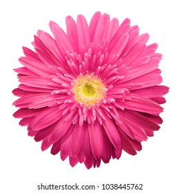 Pink gerbera flower white