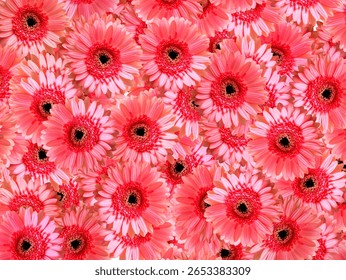 Pink gerbera flower pattern image