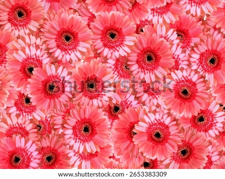 Pink gerbera flower pattern image