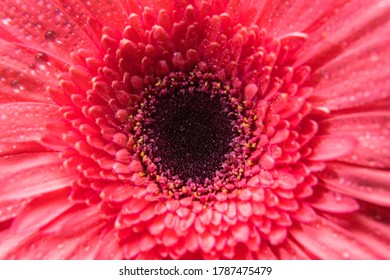 Rosa Gerbera Blütenblätter mit vielen kleinen Wassertropfen. Makroaufnahme eines Knospens, Nahaufnahme.