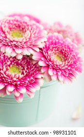 Pink Gerbera Flowers In A Pot