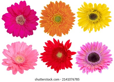 Pink Gerbera and Yellow Gerbera and red Gerbera Daisy as background picture.flower on clipping path.