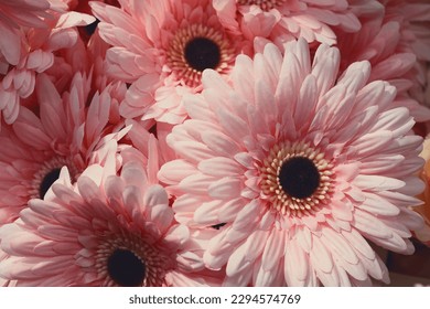 pink gerberas, spring pink flowers, gift bouquet, postcard, background, holiday