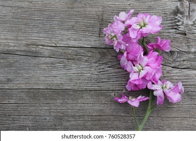 Pink Gillyflower On Old Wooden Background