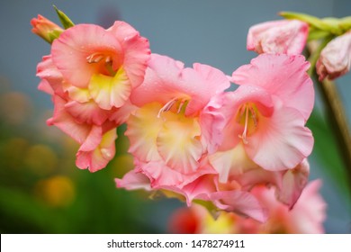 are gladiolas poisonous to dogs or cats