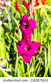 Pink Gladiolus In The Field, Nature