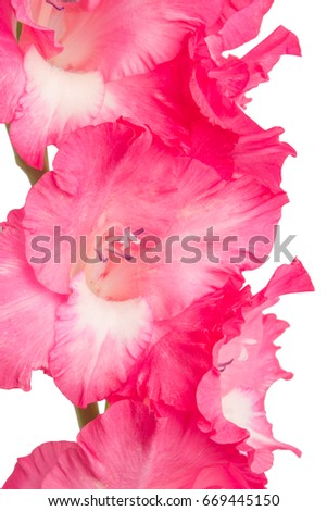 Pink gladiolus flower isolated on white background