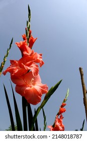 Pink Gladiolus Flowers In The Field.